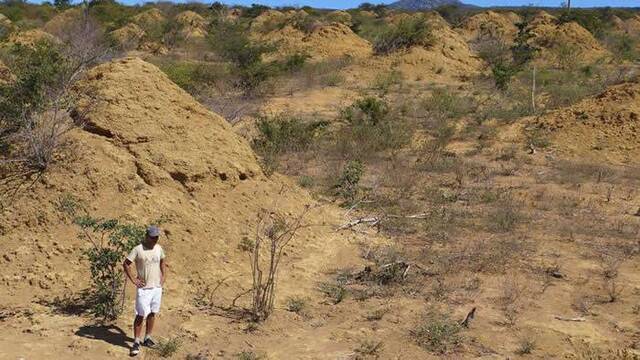 巴西东北部发现3800年历史白蚁窝巨大土丘群面积相当于整个英国大小