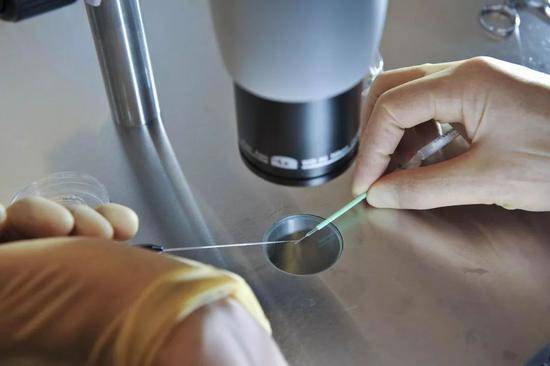日期为11/08的档案照片显示，胚胎被放置在即时冷冻的玻璃板上，科学家首次获准对人类胚胎进行基因改造。来源：benbirchar/pawirex-pa