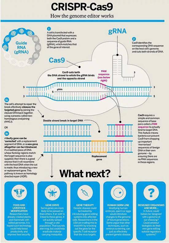 CRISPR-cas9技术的原理图