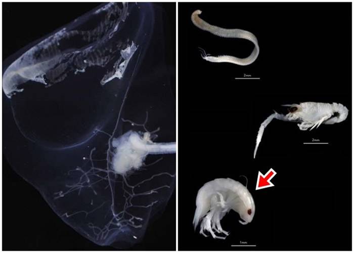 研究发现多种新深海物种，包括甲壳类生物Plakolana（红箭嘴示）。