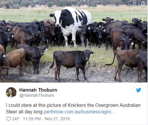 这位网友说：“我可以盯着这张澳大利亚公牛——短裤的照片看一整天。”（推特）