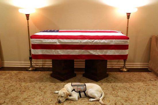 老布什的爱犬“萨利”（Sully）守候在主人灵柩旁的照片走红网络。（图：ABC新闻网）