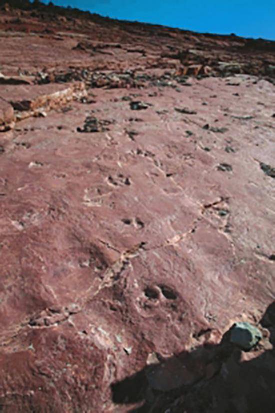 新发现的三比罗嘎东岸岩壁上多种类恐龙足迹分布点。