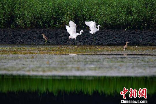 白鹭等水鸟在江西省新余市孔目江国家湿地公园自由觅食，成为一道生态美景。（资料图）赵春亮摄