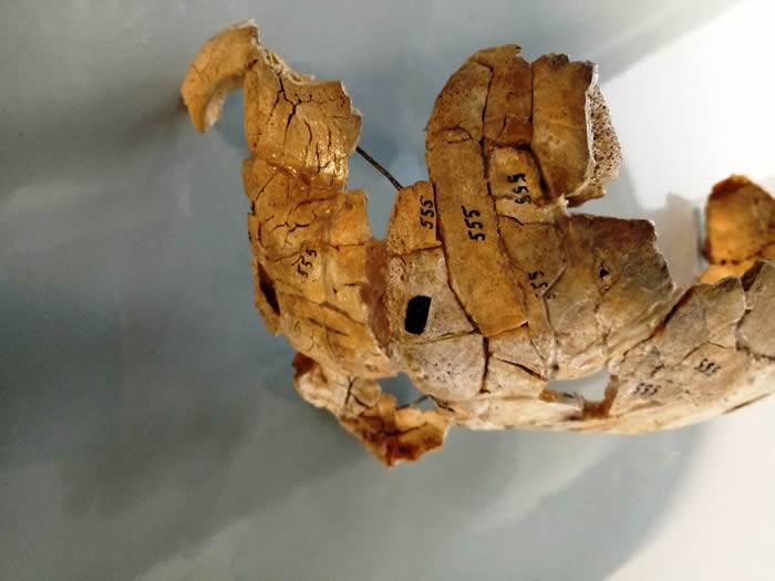 波兰境内8000年前的谋杀案纳雷夫河河岸发现石器时代猎人头骨