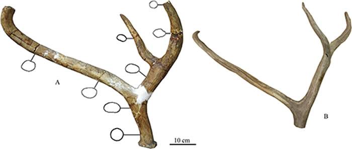 A.山西天镇麋鹿新亚种Elaphurusdavidianuspredavidianussubsp.nov.右侧鹿角侧视图（V24480.1）B.现生