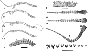 《PLOSOne》：澳大利亚弗林德斯大学古生物学家重建袋狮完整骨骼