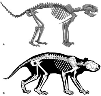 《PLOSOne》：澳大利亚弗林德斯大学古生物学家重建袋狮完整骨骼