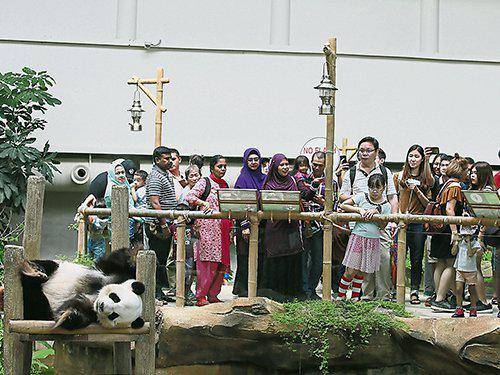 马来西亚民众参观熊猫图片来自《中国报》