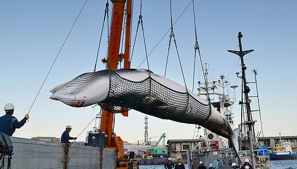 2017年9月5日，日本北海道钏路，钏路近海开始实施每年一度的沿海科研捕鲸。图片来源：视觉中国