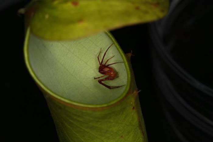 一只猪笼草花蛛待在一株小猪笼草的捕虫笼内，等着捕捉猎物。PHOTOGRAPHBYWENGNGAILAM,NATIONALUNIVERSITYOF