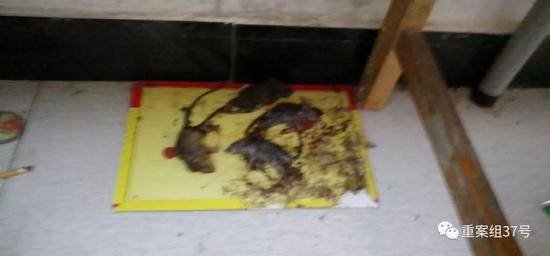 ▲陈浩家人提供的宿舍内发现死老鼠的照片。受访者供图