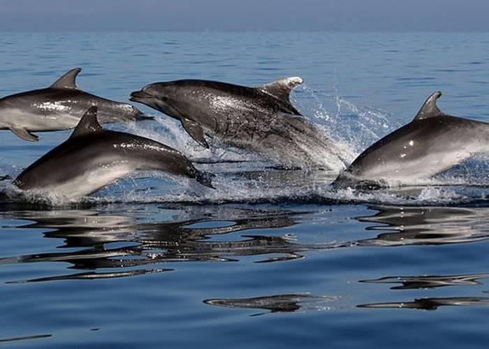 研究发现海豚会联群结队出没同时避免其他同类加入