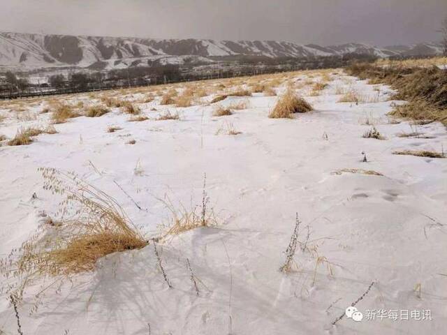 靳国福家被大雪掩埋的燕麦。