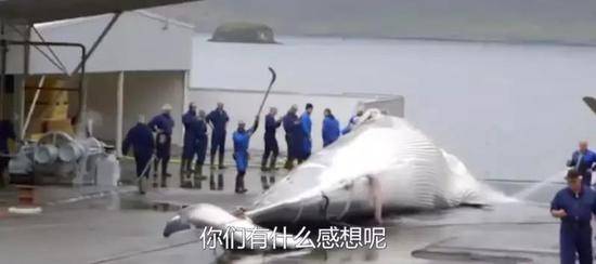 （图为日本近海的捕鲸活动图源：央视新闻）