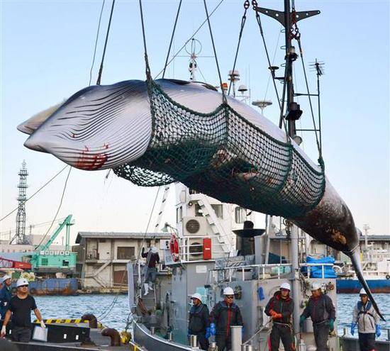 日本在北海道钏路市捕获的小须鲸（产经新闻）