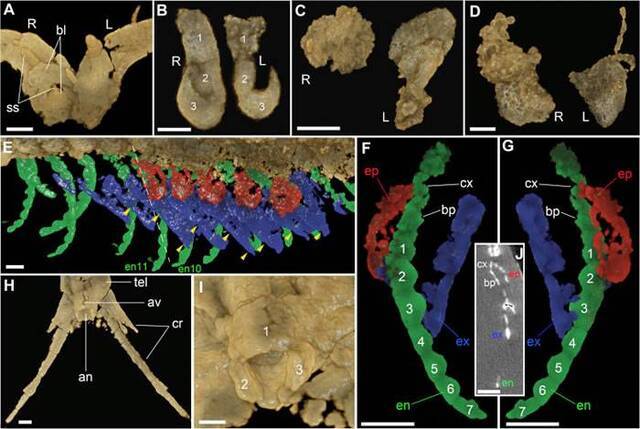 使用高精度显微CT显示的寒武纪多节耳材村虫身体各部分精细形态结构。E，右侧胸部附肢背面观，经三维可视化软件渲染。绿色部分为内肢，蓝色部分为外肢，红色部分为上肢（