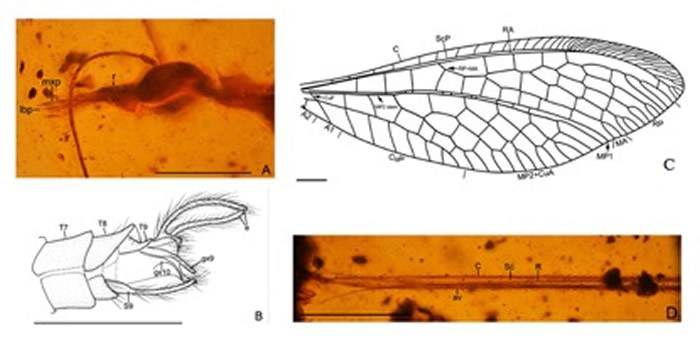 图2.夏氏白垩线旌蛉Cretocrocexiaigen.etsp.nov.,正模,A.头部;B.雄性外生殖器;C.前翅;D.后翅基