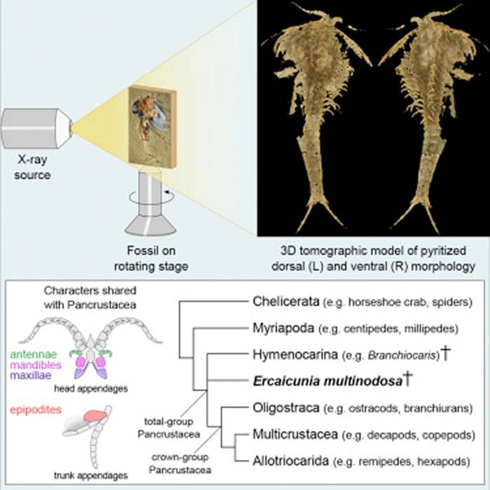 寒武纪“多节耳材村虫”化石揭示泛甲壳类动物祖先面目