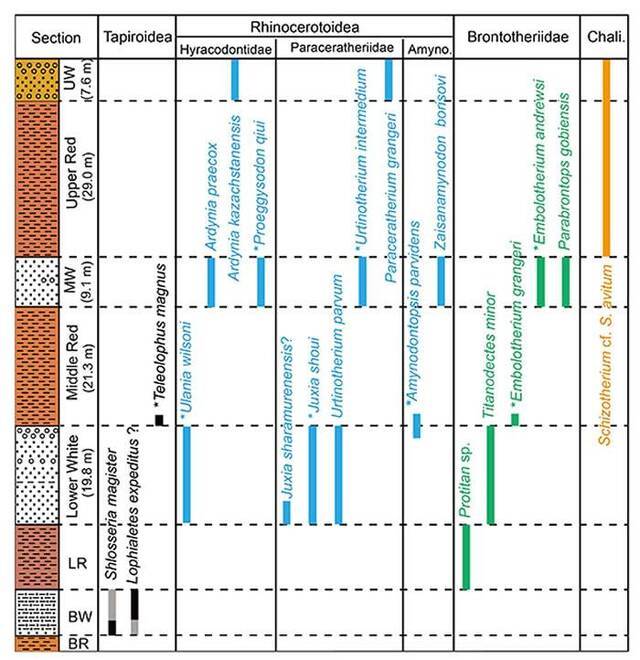 图2：额尔登敖包剖面奇蹄类化石的地层分布和延续。（白滨供图）