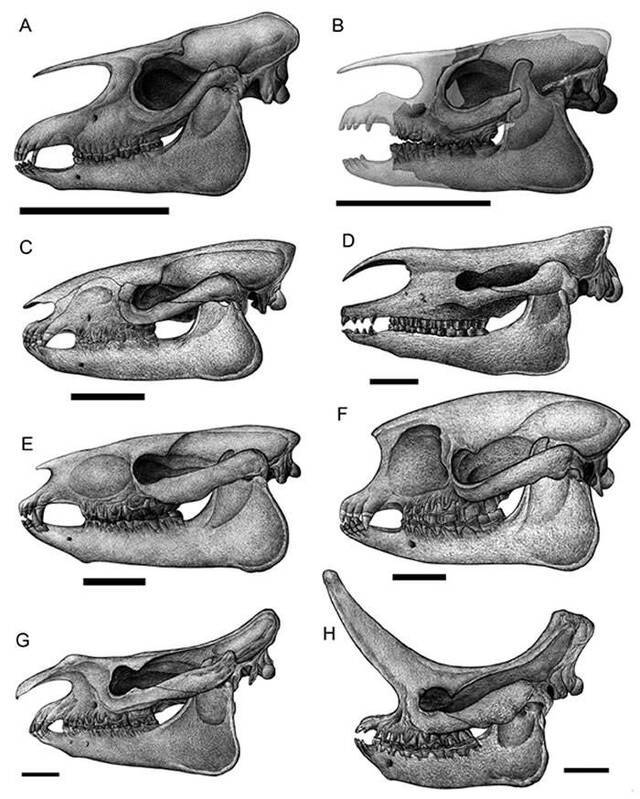 图1：内蒙古二连盆地常见奇蹄类化石：貘类A,Lophialetesexpeditus;B,Paracolodonfissus;巨犀C,Papp