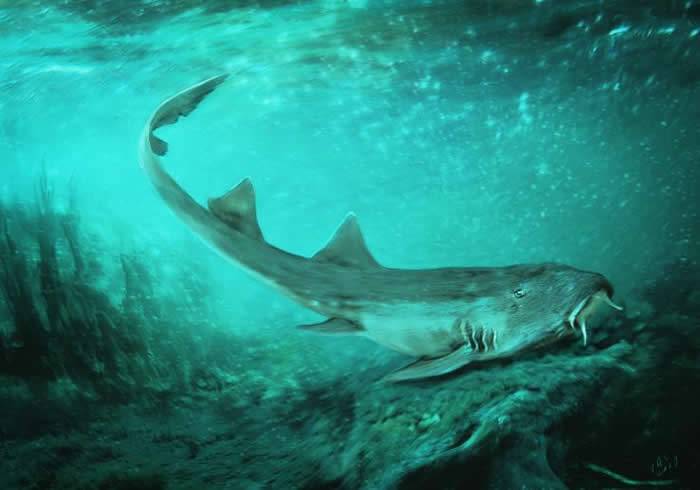 牙齿形似《Galaga》中的太空船新发现的白垩纪鲨鱼命名为Galagadonnordquistae