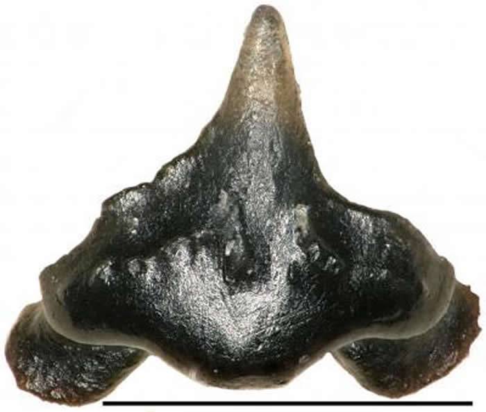 牙齿形似《Galaga》中的太空船新发现的白垩纪鲨鱼命名为Galagadonnordquistae