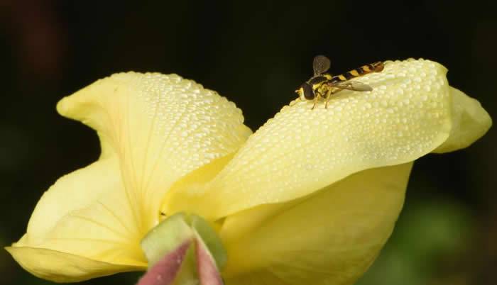 在英国，一只棕黄相间的食蚜蝇（hoverfly）停在一朵布满露珠的月见草上。PHOTOGRAPHBYMICHAELGRANTWILDLIFE/ALAM