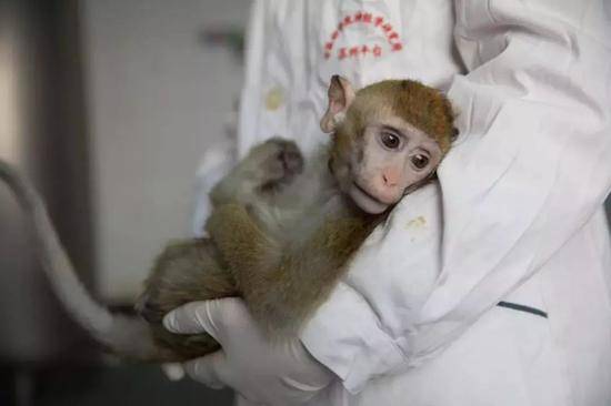 1月22日，在中科院神经科学研究所非人灵长类研究平台猴室拍摄的五只生物节律紊乱体细胞克隆猴的“父亲”。