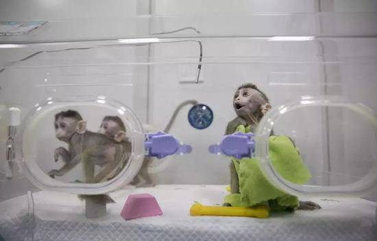 1月22日，在中科院神经科学研究所非人灵长类研究平台保育室拍摄的生物节律紊乱体细胞克隆猴。