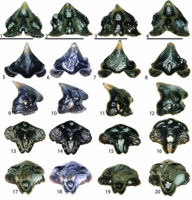 科学家在整理霸王龙化石Sue时发现鲨鱼新物种Galagadon