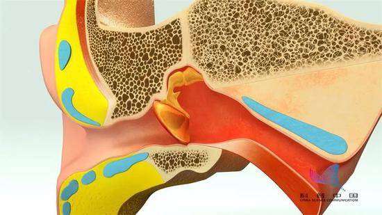 人耳的3D结构