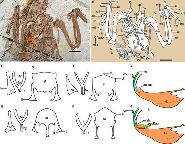 原始鸟类胸骨前外侧突的发育情况，以及胸喙肌附着位置的变化。（王敏供图）