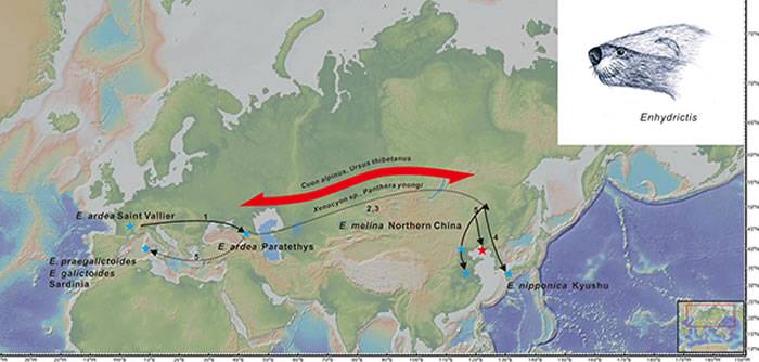 獾型海獭貂迁徙路径，复原图和中更新世转型期生物交换示意图（江左其杲供图）