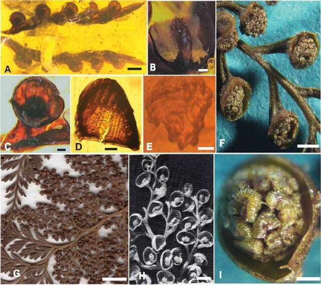 缅甸琥珀研究新类群——白垩密锥蕨化石A-E与现存密锥蕨F-I