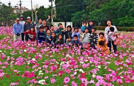 在冲绳西原町的大波斯菊花田里照相的当地居民（冲绳时报）