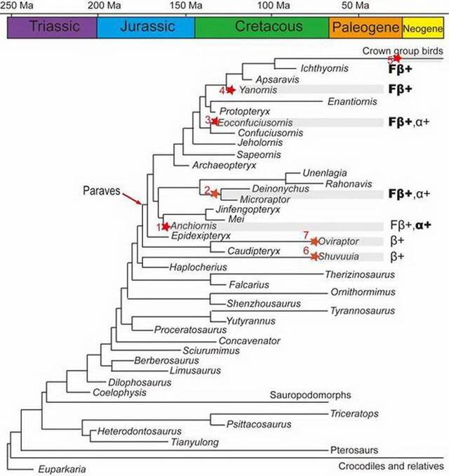 中生代恐龙和鸟类系统树揭示羽毛分子结构的重要演化阶段