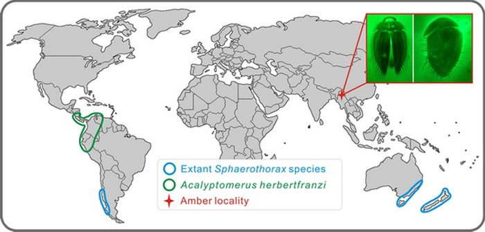 化石和现生显头拳甲属和球胸拳甲属的地理分布图