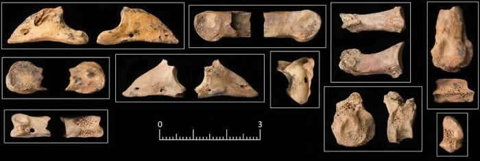 约旦新石器时代遗址Shubayqa6遗址发现11500年前狗已在帮助人类狩猎的证据