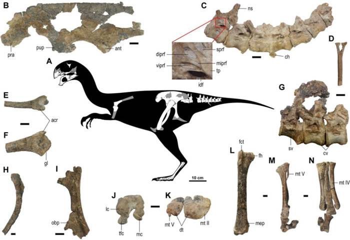 蒙古戈壁沙漠发现新恐龙——虎尾龙Gobiraptorminutus