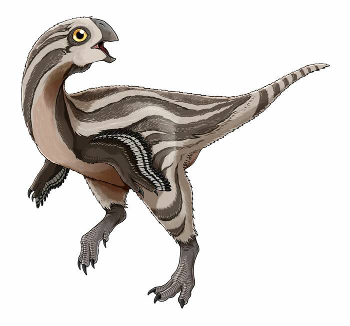 蒙古戈壁沙漠发现新恐龙——虎尾龙Gobiraptorminutus