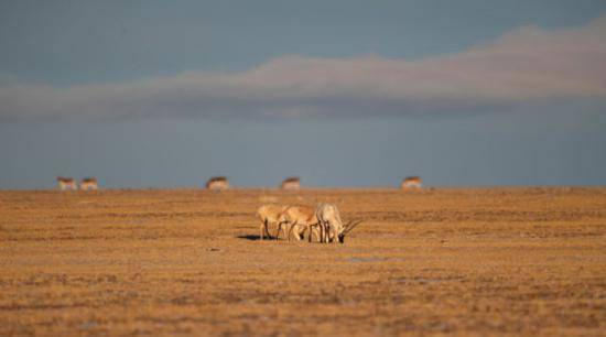 双湖境内的藏羚羊和藏野驴（2月1日摄）。新华社记者普布扎西摄