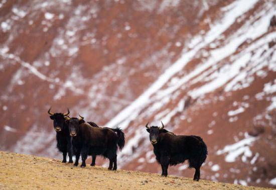 双湖境内的野牦牛（1月31日摄）。新华社记者普布扎西摄