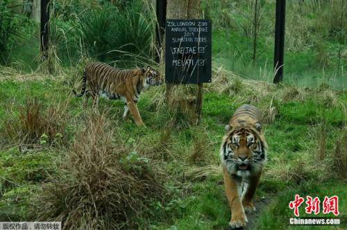 资料图片：10岁的雌虎玛拉提（左）是伦敦动物园的长期成员。