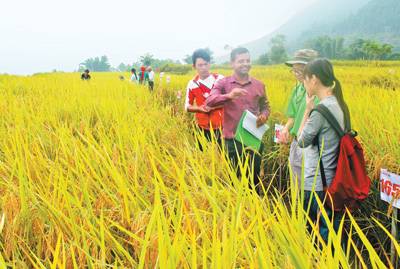 中尼两国农业科技人员共同察看稻情。中国援尼泊尔农业技术合作项目组供图