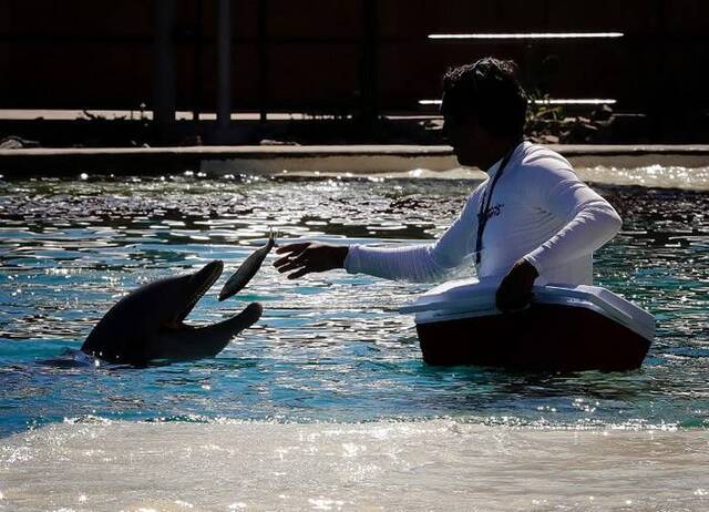 美国亚利桑那州凤凰城沙漠的海豚公园开业2年已有4条海豚死亡闭馆查死因