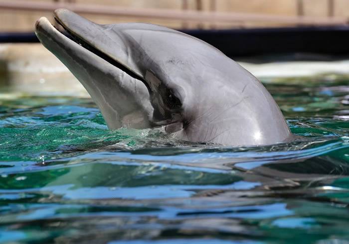 美国亚利桑那州凤凰城沙漠的海豚公园开业2年已有4条海豚死亡闭馆查死因