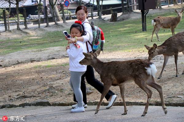 日本奈良公园，游人和小鹿（图源/东方IC）