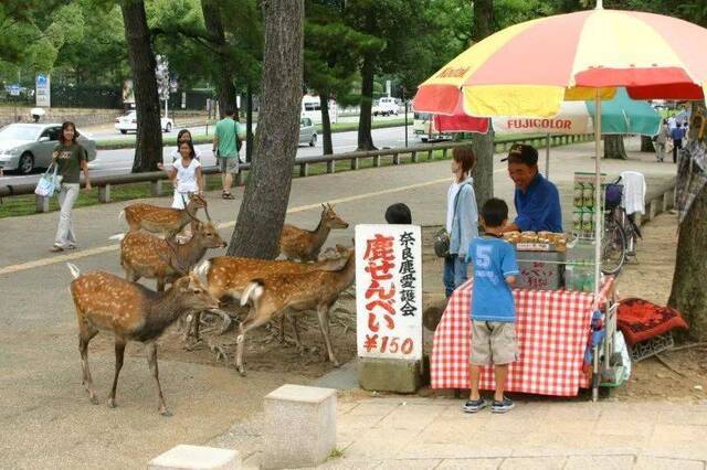 鹿群在售卖“鹿仙饼”的摊点周围等候