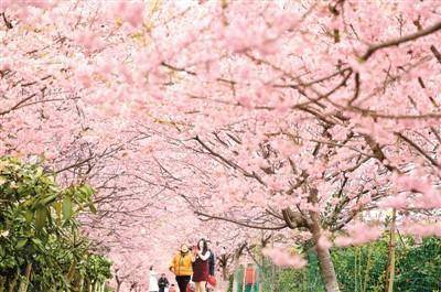 2月16日，游客在重庆市北碚区澄江镇五一村欣赏盛开的樱花。秦廷富摄（新华社发）